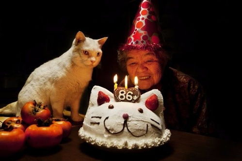 (猫婆婆的食物怎么做)猫婆婆的幸福公寓：享受无广告的宁静生活和美好时光